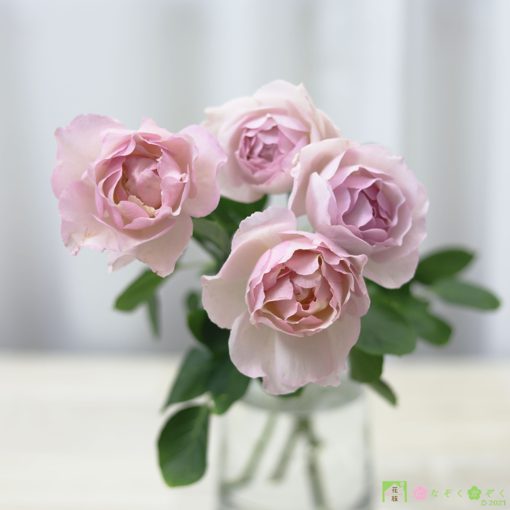 愛知県MIWA ROSE FACTORYさんの香りの薔薇《フレグランス・オブ・フレグランシズ》７本