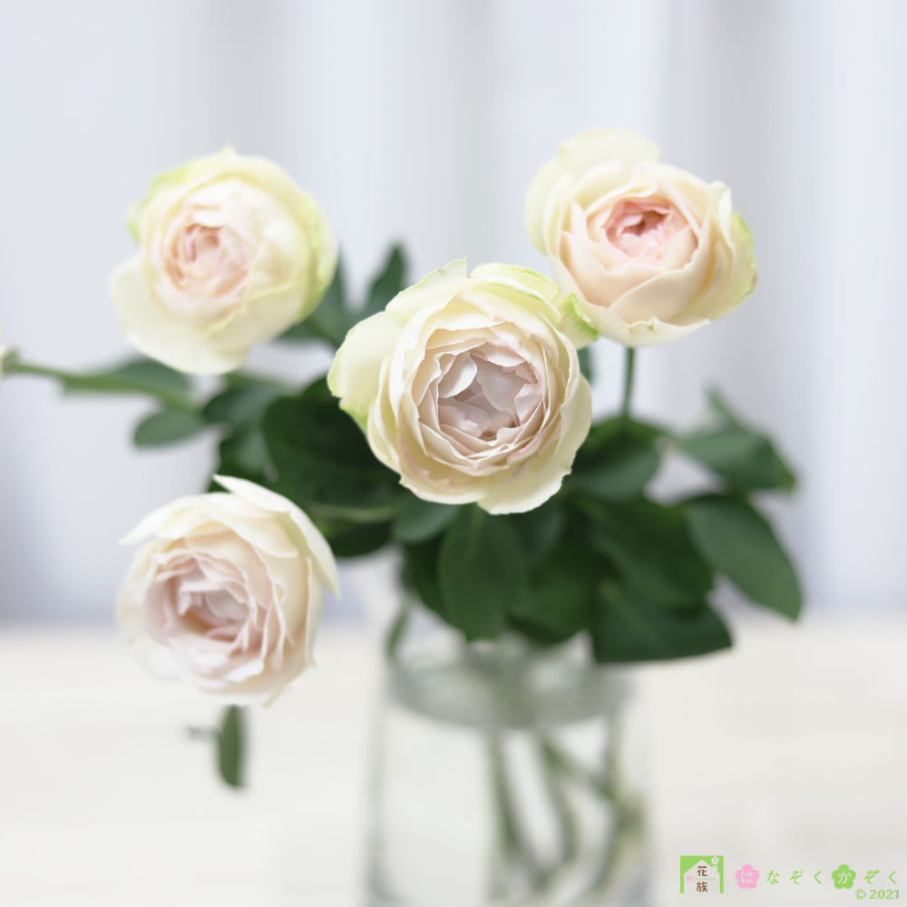 愛知県MIWA ROSE FACTORYさんの香りの薔薇《アモーレ・ドゥ・パルファム》７本