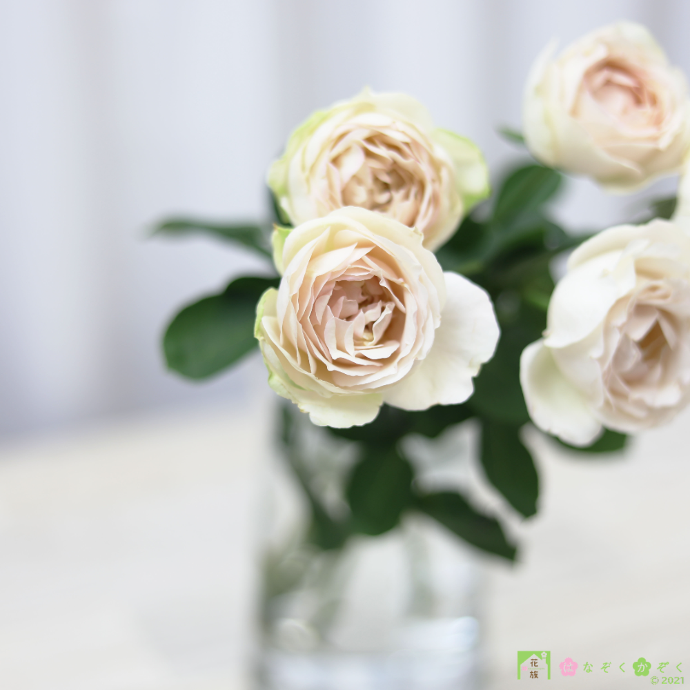 愛知県MIWA ROSE FACTORYさんの香りの薔薇《アモーレ・ドゥ・パルファム》７本