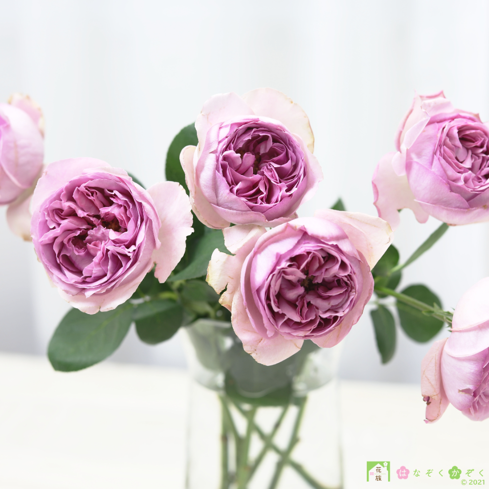 愛知県MIWA ROSE FACTORYさんの香りの薔薇《ロゼ・ドゥ・パルファム》７本