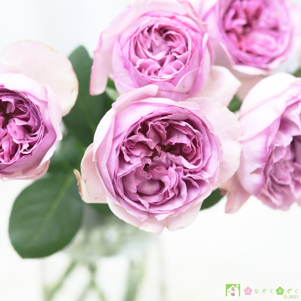 愛知県MIWA ROSE FACTORYさんの香りの薔薇《ロゼ・ドゥ・パルファム》７本