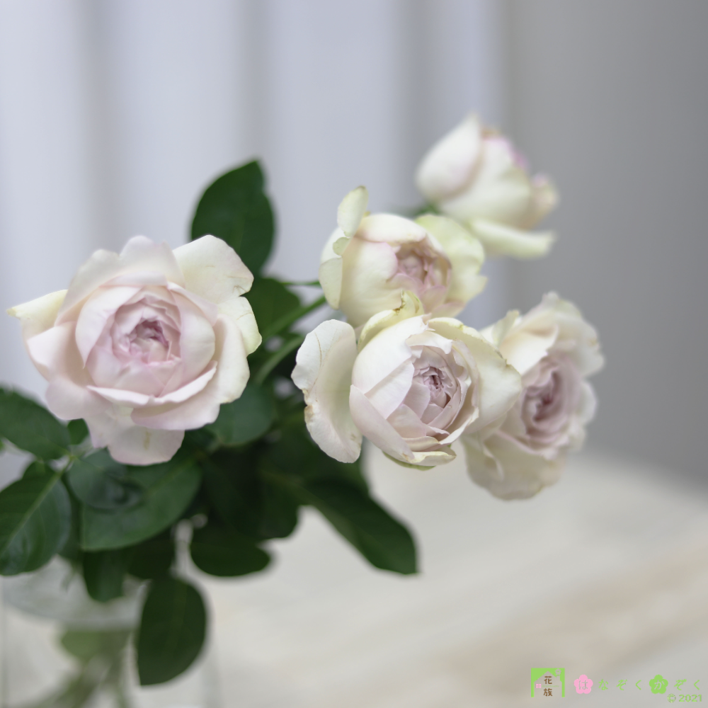 愛知県MIWA ROSE FACTORYさんの香りの薔薇《メルシー・ドゥ・パルファム》７本