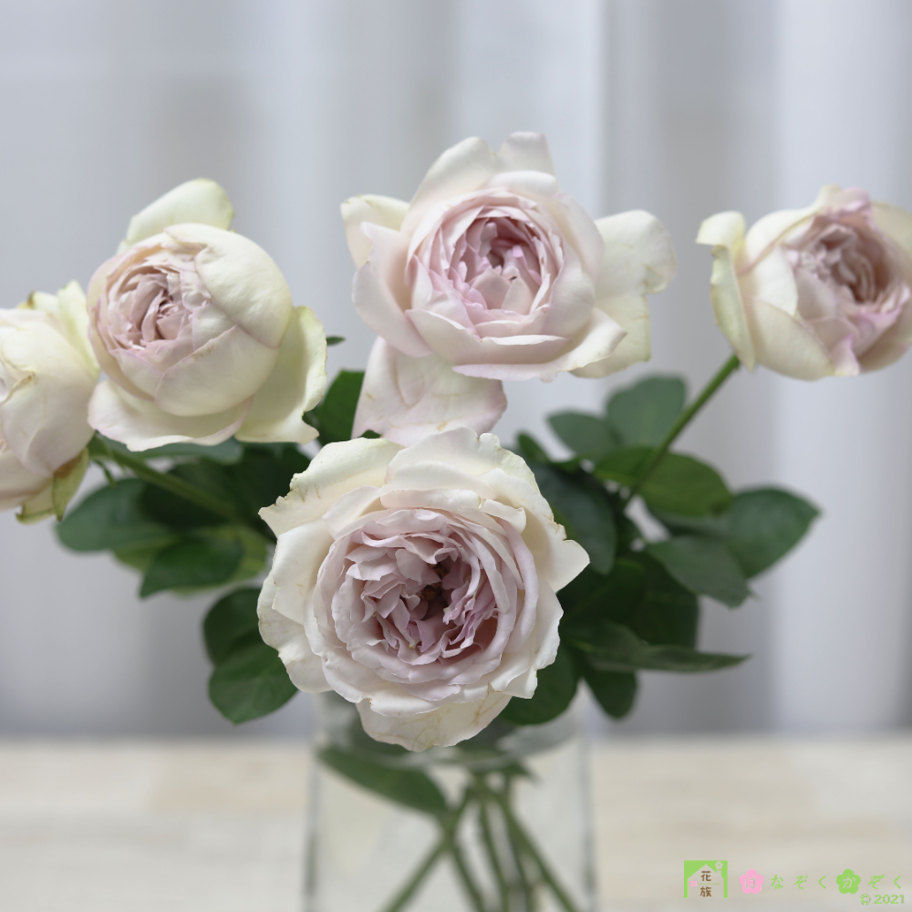 愛知県MIWA ROSE FACTORYさんの香りの薔薇《メルシー・ドゥ・パルファム》７本