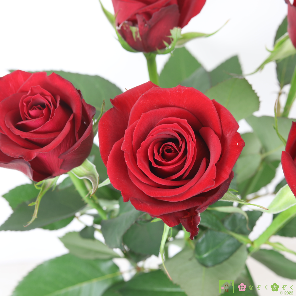 （クール便）山形県 安彦園芸さんの大輪赤バラ【サムライ】１０本