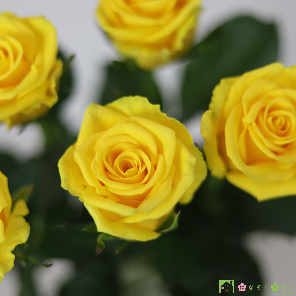 （クール便）山形県 安彦園芸さんの大輪黄色バラ【ゴールドラッシュ】１０本