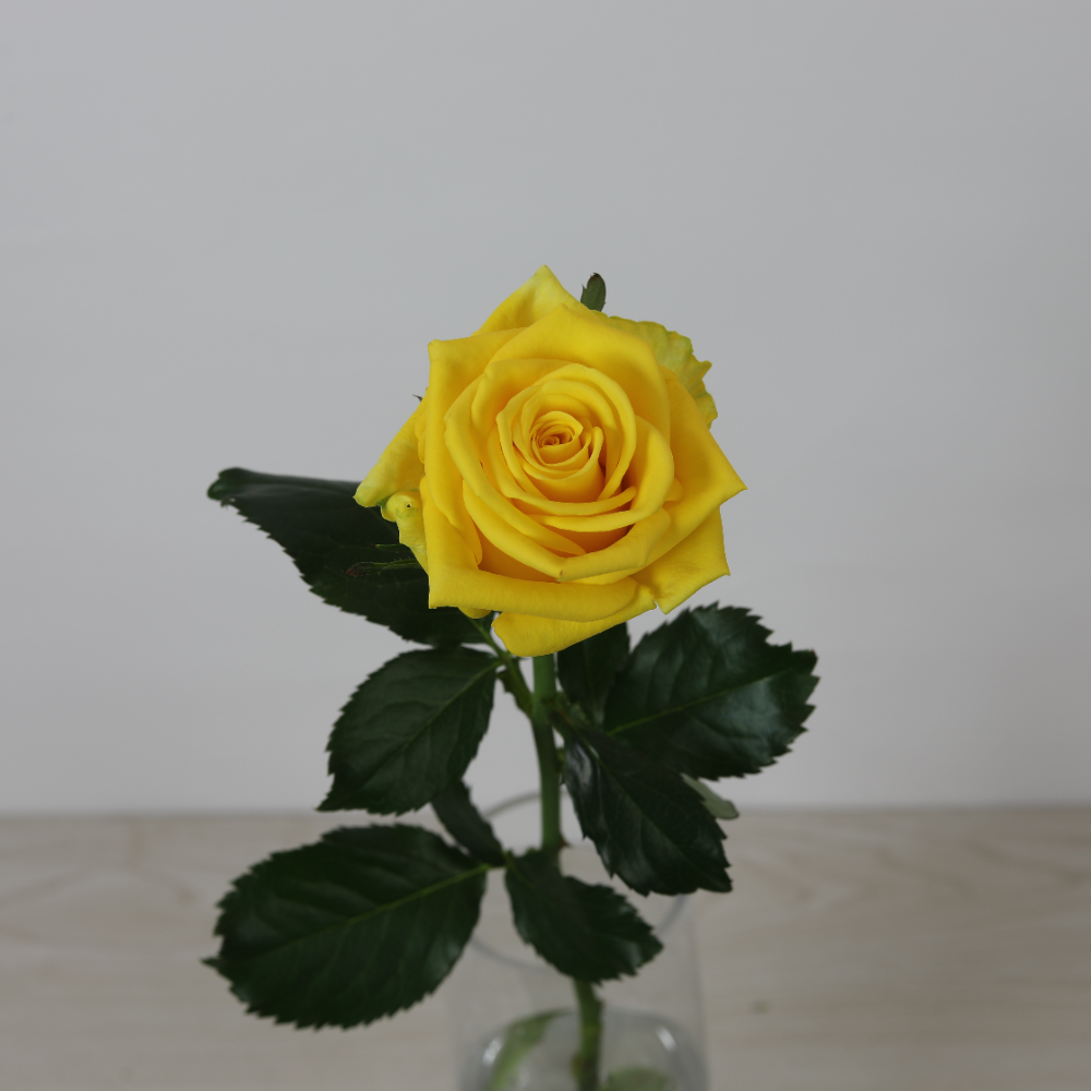 （クール便）山形県 安彦園芸さんの大輪黄色バラ【ゴールドラッシュ】１０本