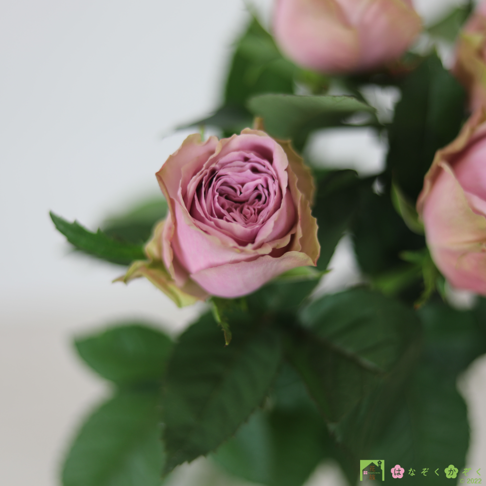山形県 安彦園芸さんのブルーピンクのバラ【ブルーミルフィーユ 】１０本