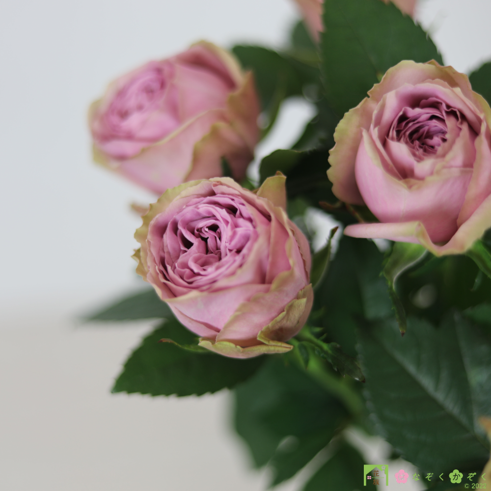 山形県 安彦園芸さんのブルーピンクのバラ【ブルーミルフィーユ 】１０本