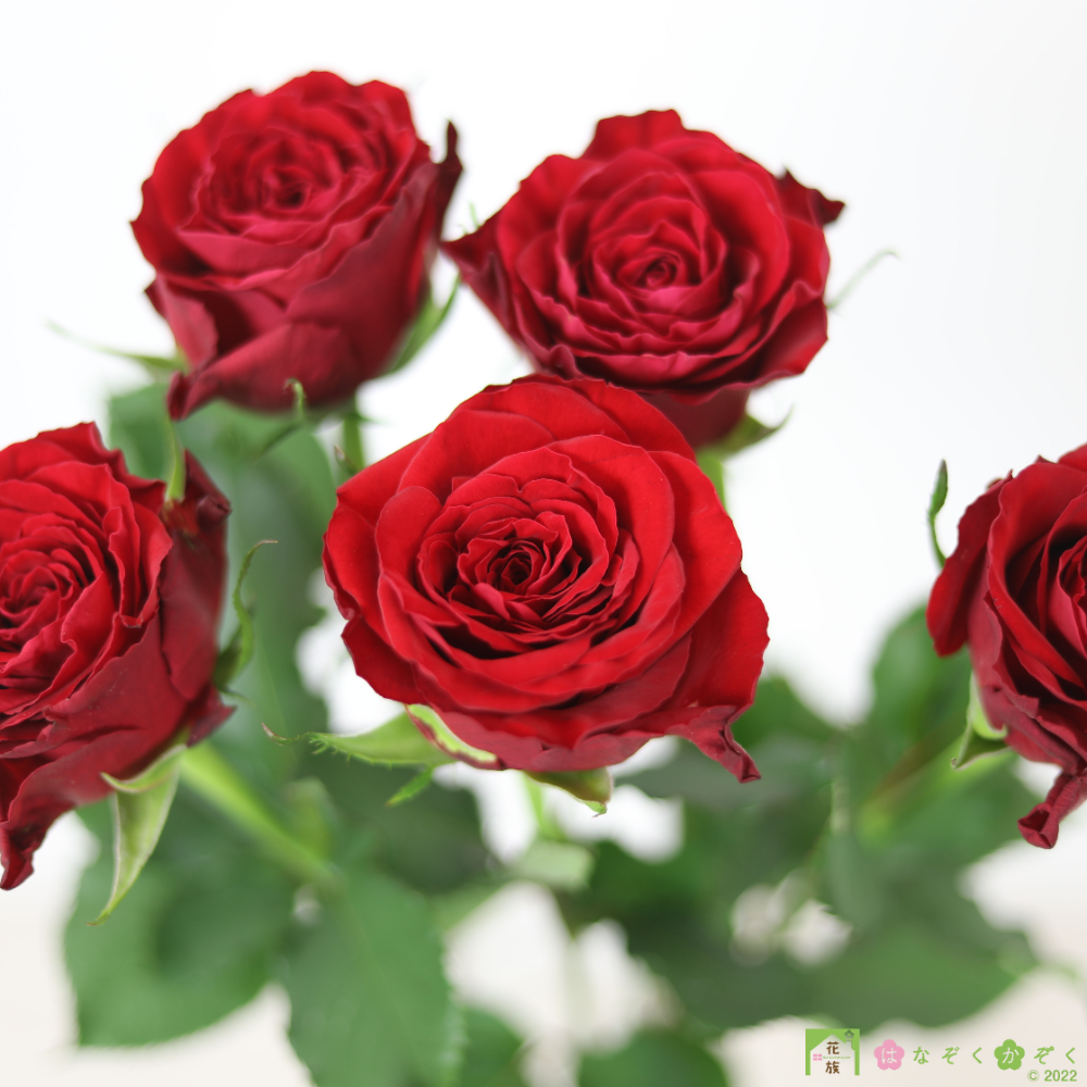 （クール便）山形県 安彦園芸さんの大輪赤バラ【ブリランテ】１０本