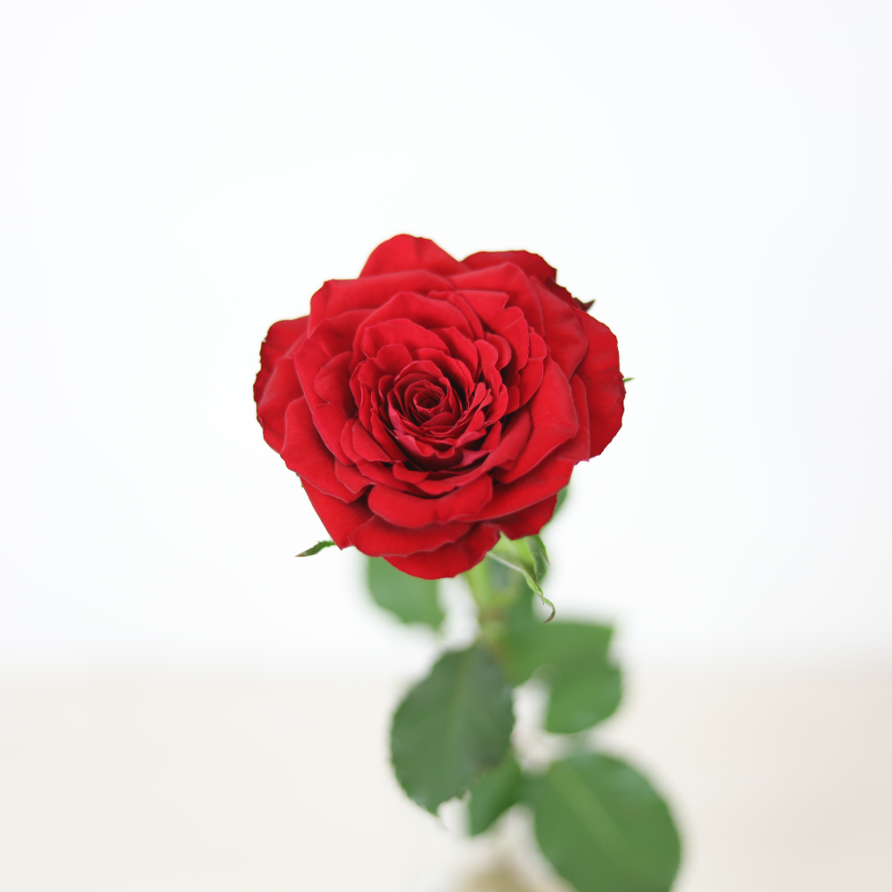 （クール便）山形県 安彦園芸さんの大輪赤バラ【ブリランテ】１０本
