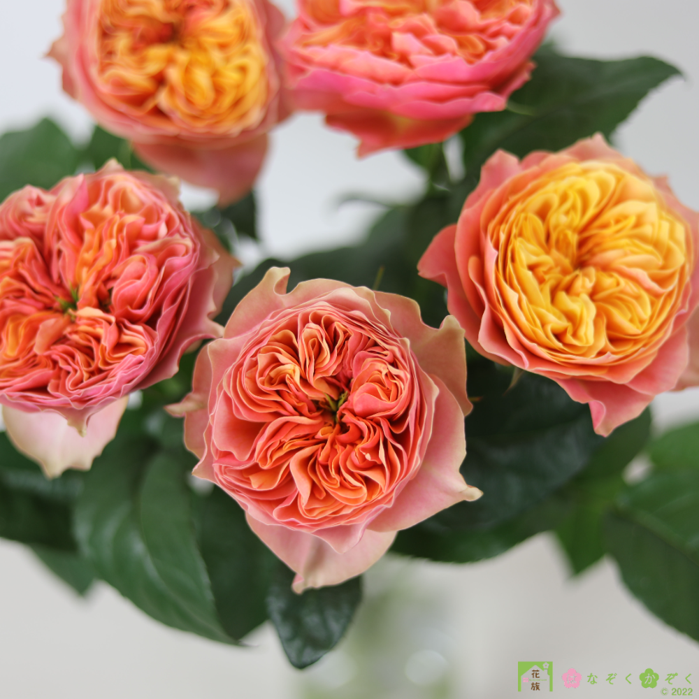 【バラ　橙】ケンジントンガーデン／ハウスの中からゴージャスなバラをお届け。１０本