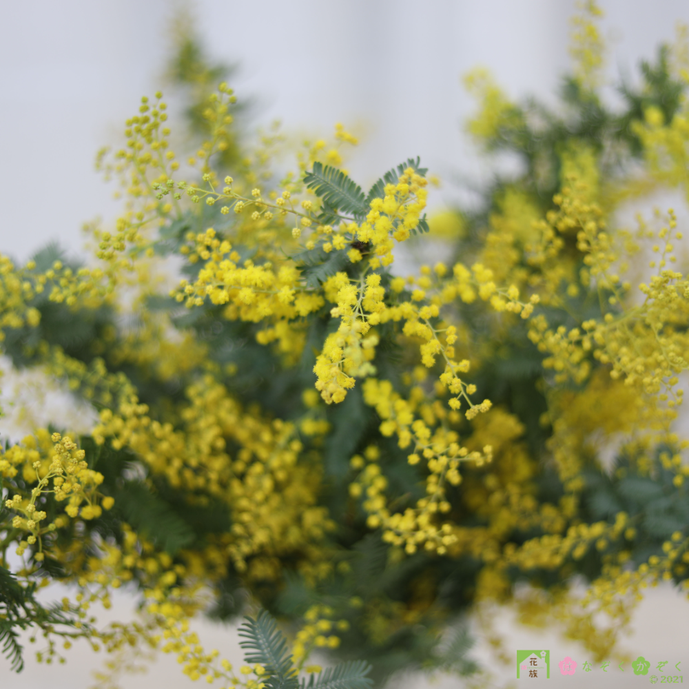 今年もシーズン到来”銀葉ミモザアカシア１０本　春を呼ぶ黄色