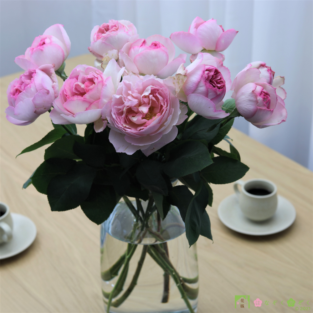 〖香りの薔薇〗ピンクイヴピアッチェ１０本　Pink Yves Piaget
