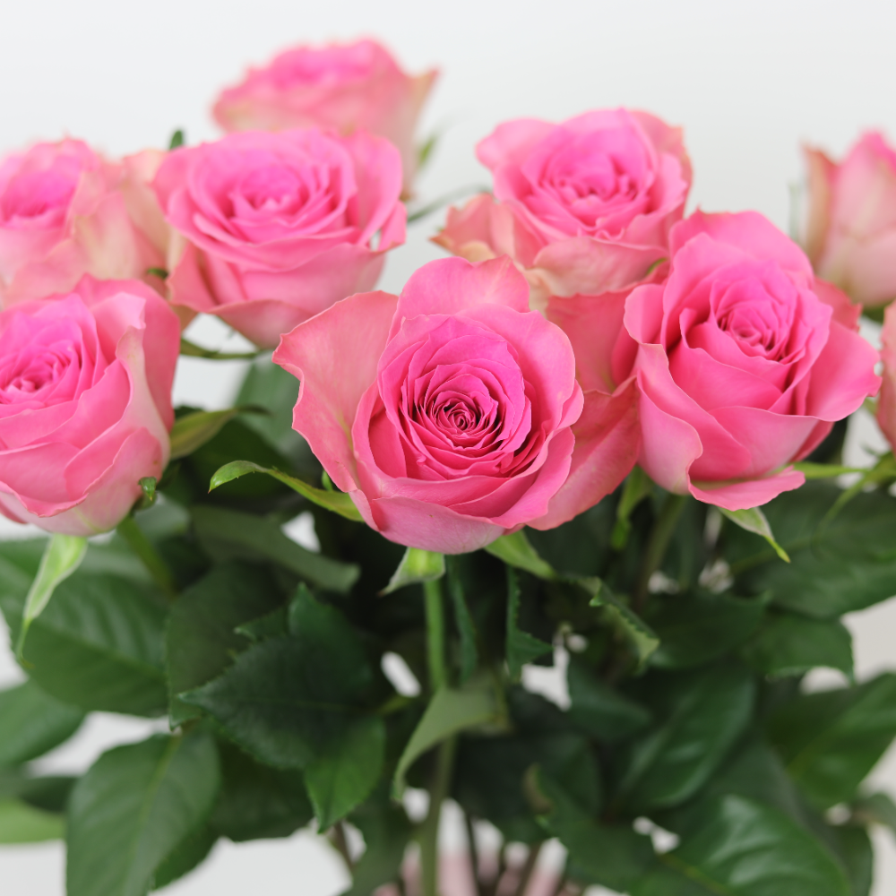 母の日）４月末締切！５月８日（日）着！岡山県 藤原農園さんの〖薔薇〗ブロッサムピンク１０本　Blossom pink