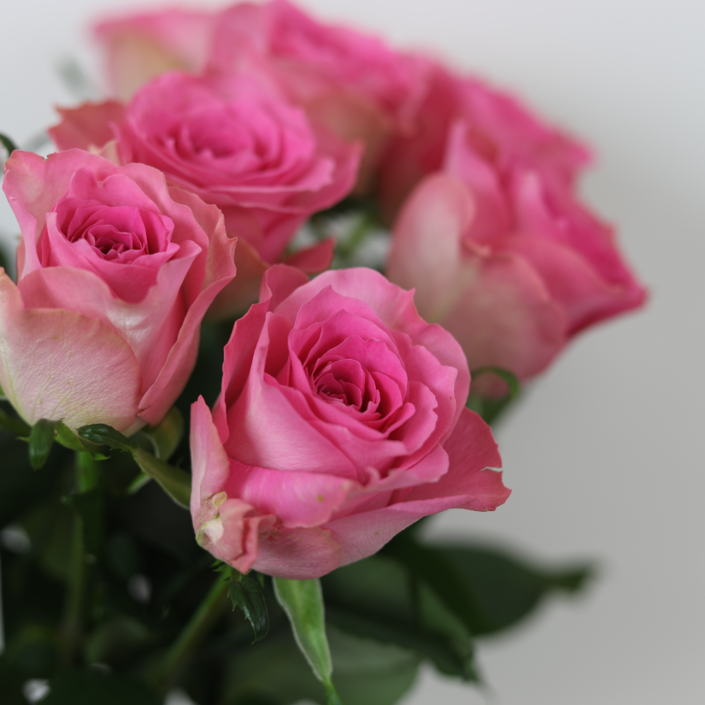 母の日）４月末締切！５月８日（日）着！岡山県 藤原農園さんの〖薔薇〗ブロッサムピンク１０本　Blossom pink
