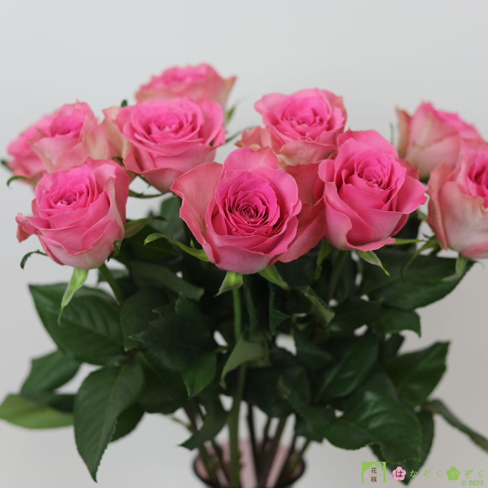 ５月いっぱいは、母の日月間！岡山県 藤原農園さんの〖薔薇〗ブロッサムピンク１０本　Blossom pink