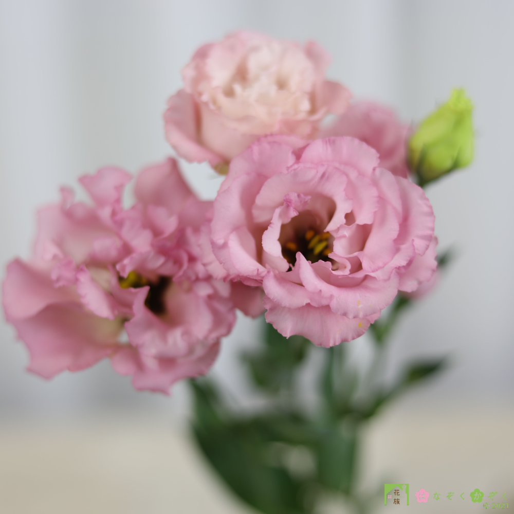 熊本県天草の「トルコキキョウ」ピンク八重（開花１５輪+つぼみ１０輪付）