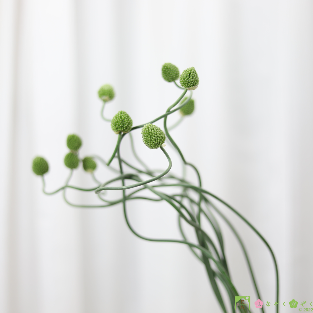 熊本市の特産品アリウム”グリーンベリー”しなやかラインの１０本”Allium ‘Green berry’