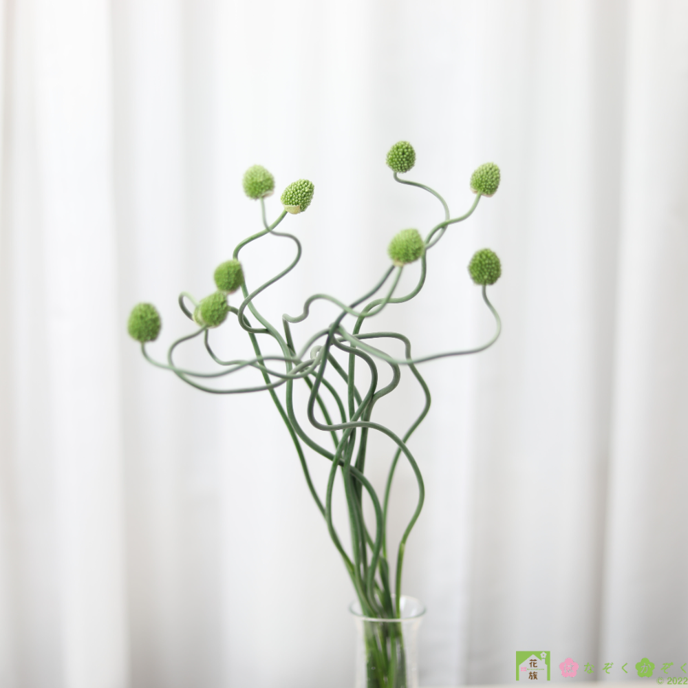 熊本市の特産品アリウム”グリーンベリー”しなやかラインの１０本”Allium ‘Green berry’