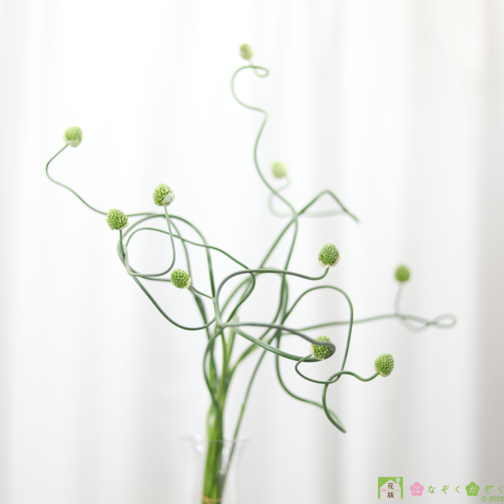 熊本市の特産品アリウム”クレージービーンズ”螺旋が特徴の１０本”Allium ‘Crazy beans’