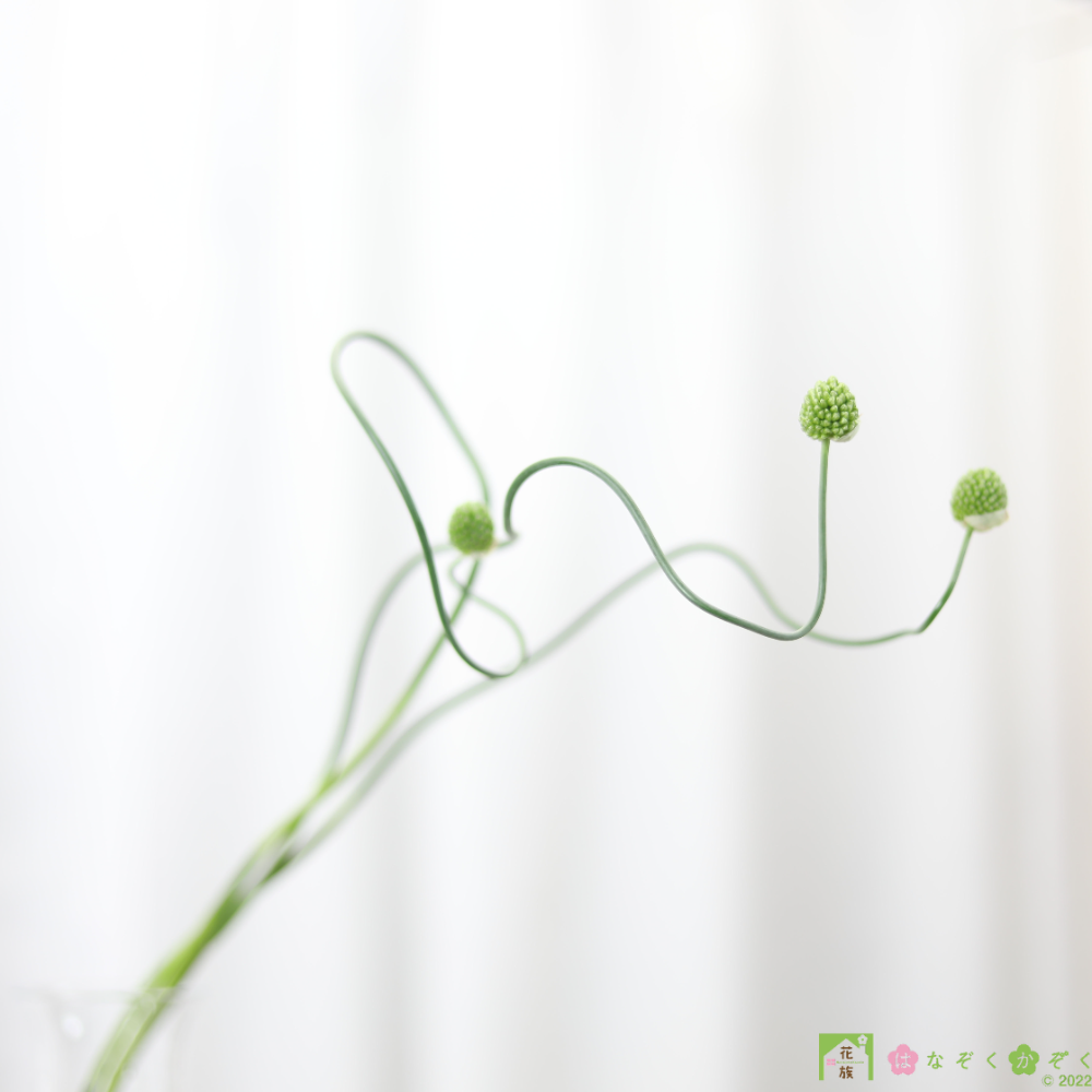 熊本市の特産品アリウム”クレージービーンズ”螺旋が特徴の１０本”Allium ‘Crazy beans’