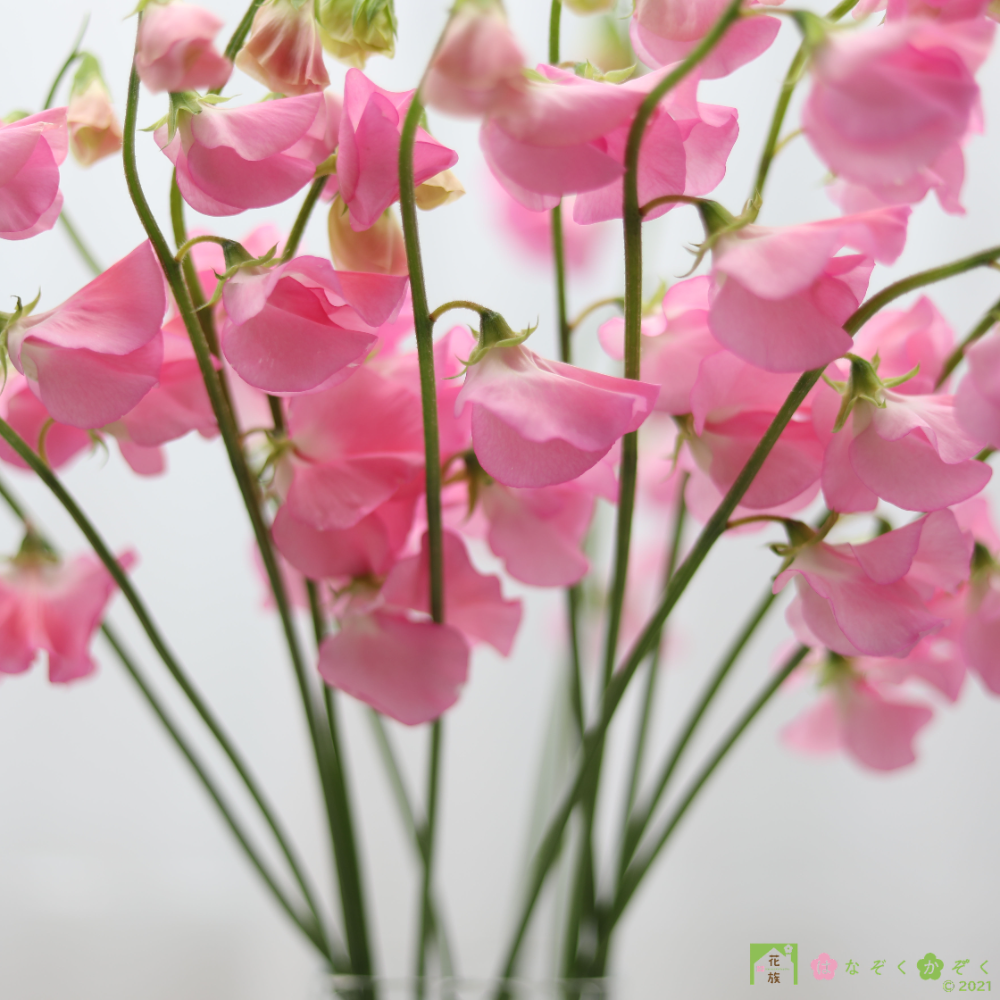 栃木県 カクタ花農場さんの国内最高級品質！ピンクのスイートピー【Elizabethエリザベス】１５本