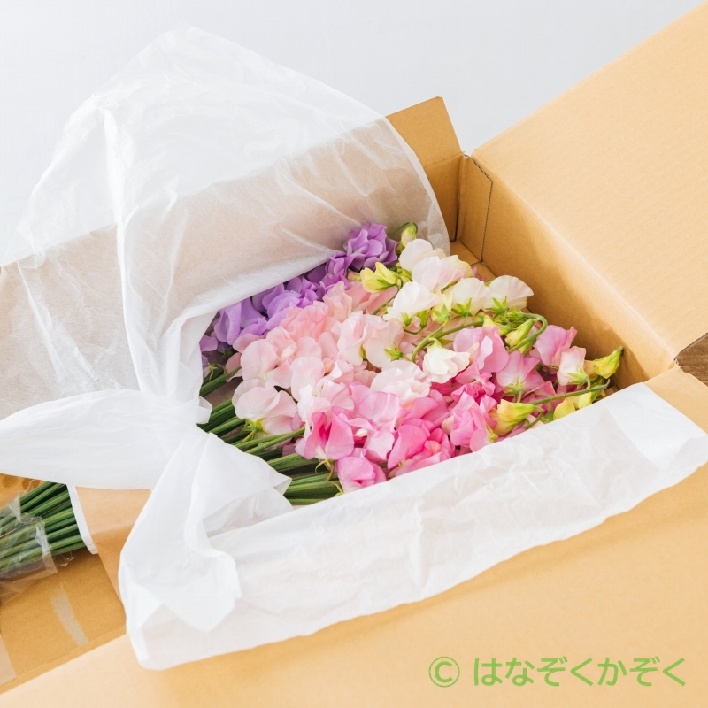 栃木県 カクタ花農場さんの国内最高級品質！甘い香りのスイートピー２０本おまかせアソート