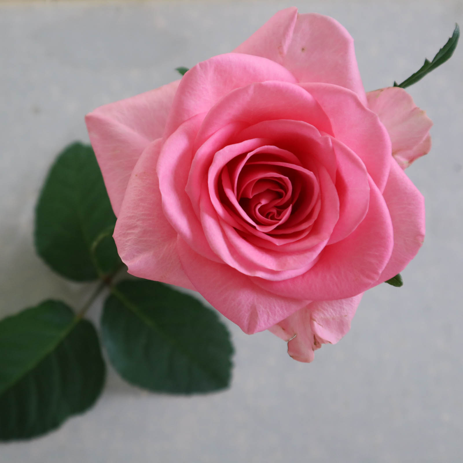 バラ　ブロッサムピンク　咲き方　開き方